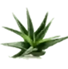 aloe